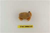 藏品(寬身愛潔蟹)的圖片
